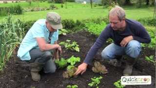 How To Grow Lettuce  Step by Step [upl. by Slavin]