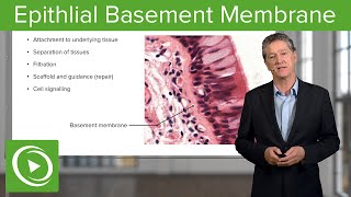 Epithlial Basement Membrane – Histology  Lecturio [upl. by Ived]