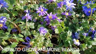 How to Grow Anemone Blanda [upl. by Cohbert]