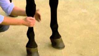 Using Absorbine Veterinary Liniment [upl. by Illib666]