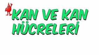 10dkda KAN VE KAN HÜCRELERİ  6Sınıf [upl. by Bartko484]