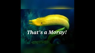 Thats A Moray parody of Dean Martins quotThats Amorequot [upl. by Nehttam]