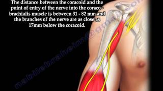 Scapula Coracoid Process Anatomy  Everything You Need To Know  Dr Nabil Ebraheim [upl. by Htrap]