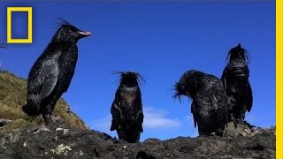 Tristan da Cunha Oil Spill  Nat Geo Live [upl. by Balfore457]