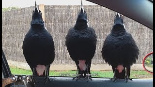 Serenaded by Australian Magpies [upl. by Elita]