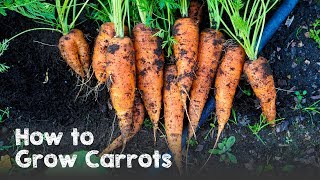 How to Grow Carrots from Seed to Harvest [upl. by Suzanna]