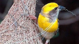 Baya WEAVER BIRD making Nest  Weaver Bird Documentary [upl. by Coulombe]