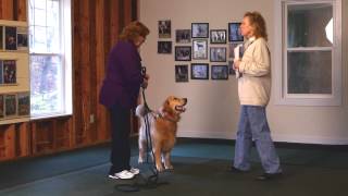 Introduction to AKC Canine Good Citizen Test [upl. by Mayce]