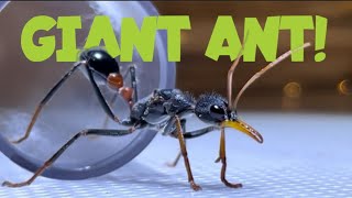 Myrmecia rufinodis  Mini Documentary [upl. by Jillene101]