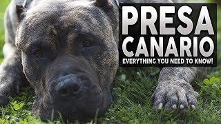 PRESA CANARIO 101 Everything You Need To Know About The Presa Canario [upl. by Adnohsor]