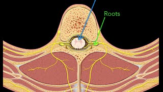 Spinal nerves [upl. by Wiltshire]