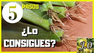 🌵Cómo reproducir suculentas por hojas en 5 PASOS⭐️PARTE 12 [upl. by Ancelin687]