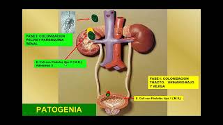 Fisiopatologia de la Infeccion Urinaria [upl. by Atilef92]