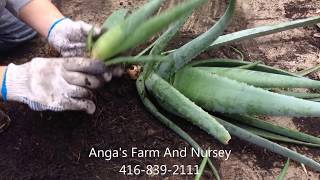 How to plant Aloe Vera [upl. by Annamarie309]