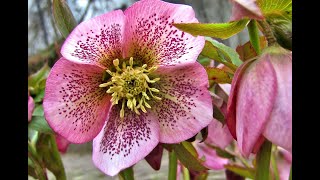 Plant Review Lenten Rose Helleborus hybrids [upl. by Feilak638]