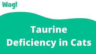 Taurine Deficiency in Cats  Wag [upl. by Aneleh]