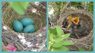 Baby Birds Hatching To Leaving The Nest In 5 Minutes [upl. by Erdied]