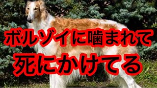 【絶対に許さない】散歩中のボルゾイに噛まれて瀕死…飼い主は逃亡。 [upl. by Normandy]