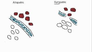 Biology Allopatric vs Sympatric Speciation [upl. by Stempson329]