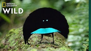 Rare Footage of New Bird of Paradise Species Shows Odd Courtship Dance  Nat Geo Wild [upl. by Kroll]