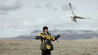 White Alaskan Gyrfalcon Falcon Hunting Duck [upl. by Ardnaxela]