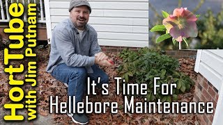 Its Time For Hellebore Maintenance  WinterSpring Flowering Perennials [upl. by Kellyn]