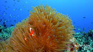 Clown Fish Swimming Around an Anemone [upl. by Mungo419]