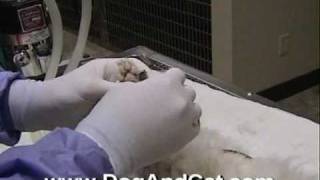 Cat Declaw Surgery [upl. by Darby]