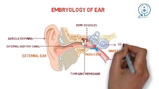 Embryology of ear  development [upl. by Dora]