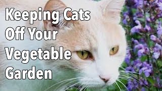 Keeping Cats Off Your Vegetable Garden [upl. by Ridglee439]