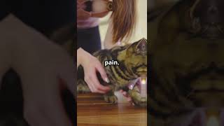 Why You Should NEVER Declaw Your Cat [upl. by Atinal]