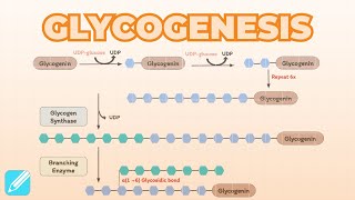 Glycogenesis Glycogen Synthesis  Metabolism [upl. by Kursh]