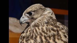 Falconry Intro to Gyr falcons [upl. by Nosredna]