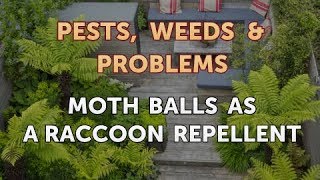 Moth Balls As a Raccoon Repellent [upl. by Benia921]