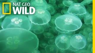 Jellyfish A Success Story  Nat Geo Wild [upl. by Nnodnarb]