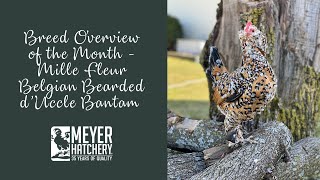 Breed Spotlight of the Month  Mille Fleur Belgian Bearded dUccle Bantam [upl. by Cupo]