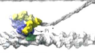 Muscle Myosin [upl. by Parthinia]