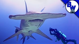 MASSIVE Hammerhead Shark Filmed in Bahamas [upl. by Shelton71]