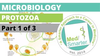 Protozoa  Microbiology  USMLE STEP 1  Part 1 of 3 [upl. by Mont]