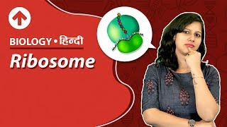 Ribosome  Hindi  Biology [upl. by Syman]