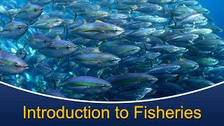 Marine Biology at Home 9 Introduction to Fisheries [upl. by Jannel405]