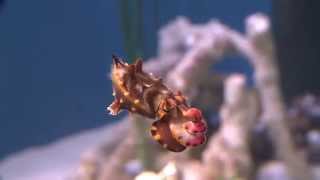 The Flamboyant Cuttlefish A Living Kaleidoscope [upl. by Nilesoj]