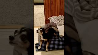 FUNNIEST CHIHUAHUA Abby Moments 2 [upl. by Cleon425]