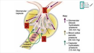 Glomerular Filtration [upl. by Champ]