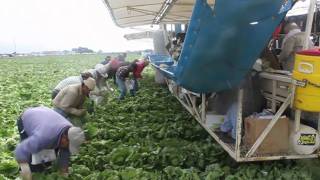 How Lettuce Gets Harvested [upl. by Worthington]