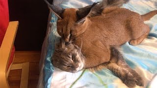 Family Live With Wild Caracal Cat [upl. by Akeyla]