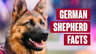 German Shepherd Everything You Need to Know [upl. by Zaneski]