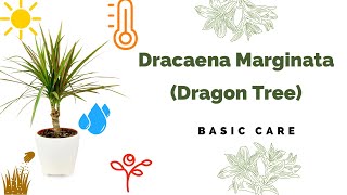 Dracaena Marginata Basic Care Madagascar dragon tree [upl. by Eidnarb]