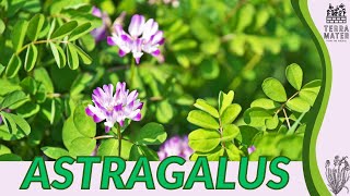 ASTRAGALUS Information Description amp More Astragalus propinquus [upl. by Schild715]