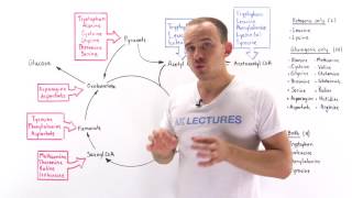 Introduction to glucogenic and ketogenic amino acids [upl. by Ki566]